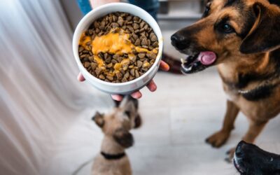 Kutyás blog 18 CricksyDog Mr. Easy vegán öntet vásárlás válogatós kutyáknak