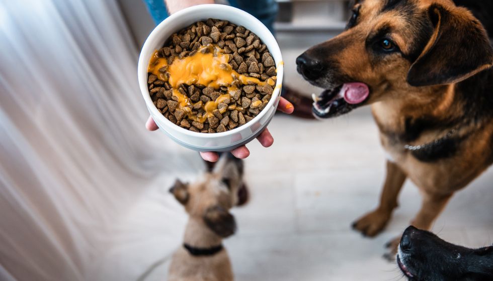 CricksyDog Mr. Easy vegán öntet vásárlás válogatós kutyáknak
