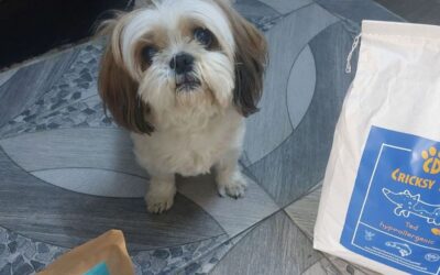 Kutyás blog 24 Miért érdemes félévente visszajelzést írni a CricksyDog kutyás termékekről?