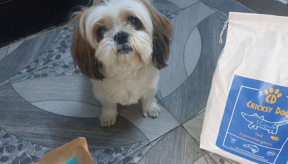 Miért érdemes félévente visszajelzést írni a CricksyDog kutyás termékekről?