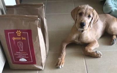 Kutyás blog 23 Twinky ízületvédő tabletta elérhető webshopunkban