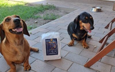 Kutyás blog 23 Miért ragaszkodnak a kutyák a CricksyDog táphoz?