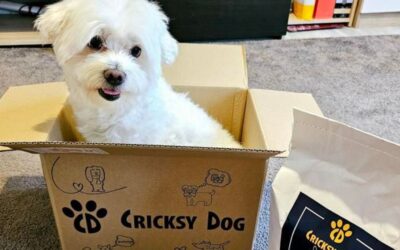 Kutyás blog 16 Twinky kutyavitamin kúra: mikor tarts szünetet?