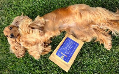 Kutyás blog 21 CricksyDog kutyatáp kiszállítás gyorsasága – tapasztalatok