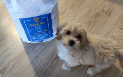 Kutyás blog 17 CricksyDog előfizetés előnyei – miért éri meg hosszú távon?