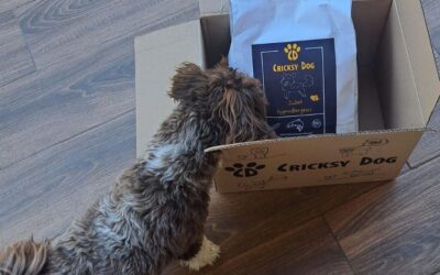 Kutyás blog 20 A legjobb időpont a kutyatáp online rendelésre – ne maradj le