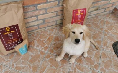 Kutyás blog 23 Miért jó, ha kutyád mindig ugyanazt a márkát eszi?