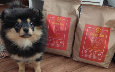 Kutyás blog 23 Hasznos trükkök, hogy ne felejts el újrarendelni a CricksyDog kutyás websohpban