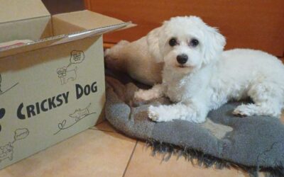 Kutyás blog 21 Miért fontos a rendszeres fogtisztítás kutyádnál? – Denty fogtisztítóki újrahasználata