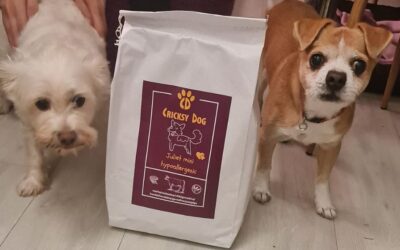 Kutyás blog 20 Kistestű kutyák etetési rutinja – hogyan építsd fel?