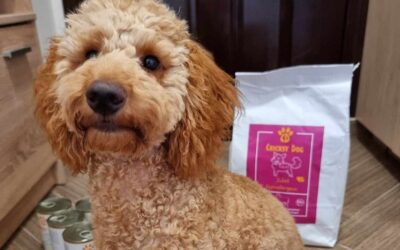 Kutyás blog 20 Kutyás visszajelzések: hogyan javult a szőrzet 1 hónap alatt a CricksyDoggal