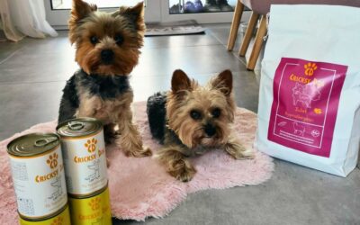 Kutyás blog 21 CricksyDog vásárlói kérdések és válaszok – gyűjtés a leggyakoribbakból