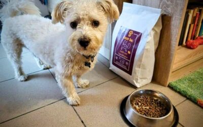 Kutyás blog 16 Hogyan változott meg a kutyád élete a CricksyDog kutyatápok után?