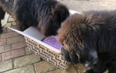 Kutyás blog 17 CricksyDog kutyatáp ízek váltogatása – mikor hasznos, mikor felesleges?