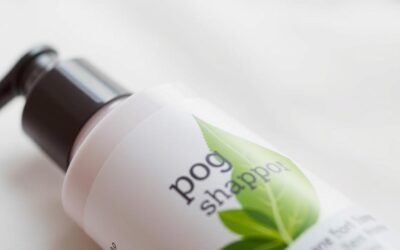Kutyasampon bőrproblémákra – gyógyszeres vagy gyógynövényes?