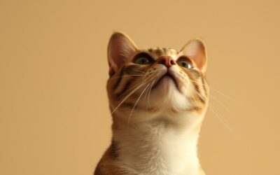 Macskás blog 19 Miért nézi a macskám a plafont hosszú percekig?