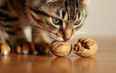 Ehet a macskám diót? – Minden, amit tudnod kell róla!