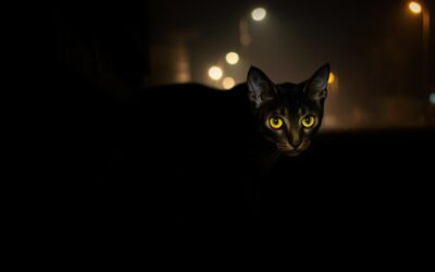 Macskás blog 16 Miért nyávog folyamatosan a cicám éjszaka?