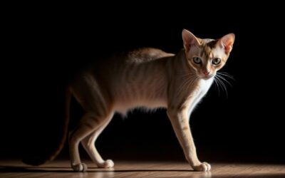 Macskás blog 17 A macskám lefogyott – mitől lehet?