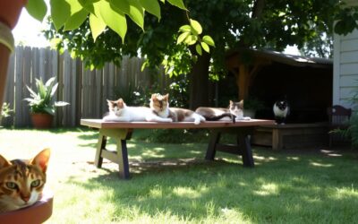 Macskák elbújása nyáron – normális vagy sem?