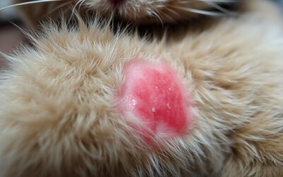 Macskás blog 19 Karmolás és vakarózás nyáron – normális vagy gond van?