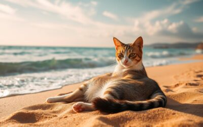 Macskás blog 24 Tengerparti nyaralás és a macska – lehet kombinálni?