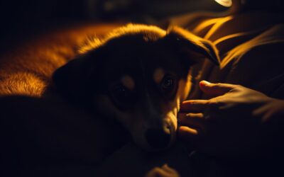 Kutyák félelme a sötétedéstől – hogyan segíts neki
