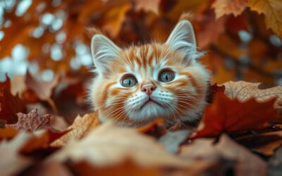 Macskamentés az első hideg napokon – hogyan segíts?