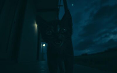 Macskás blog 23 Miért nyávog a kölyökmacska éjszaka?