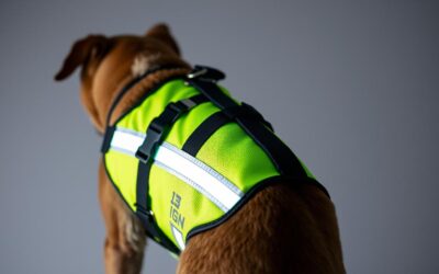 Kutya láthatósági mellény – Minden, amit tudnod kell róla!