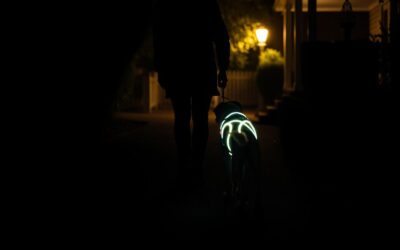 Sötétben sétál a kutyád? Itt a fényes megoldás őszre