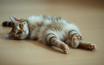 Macskás blog 22 Macska bénulás – Minden, amit tudnod kell róla!