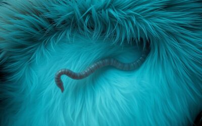 Macskás blog 18 Macska galandféreg – Minden, amit tudnod kell róla!