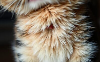 Macska gyomorhurut – Minden, amit tudnod kell róla!