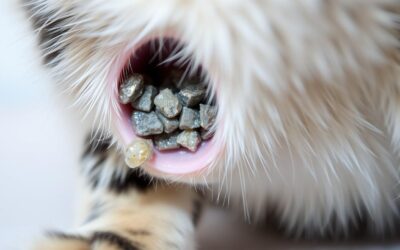 Macska húgykövesség – Minden, amit tudnod kell róla!