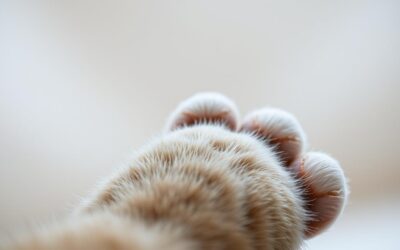 Macska trombocitopénia – Minden, amit tudnod kell róla!