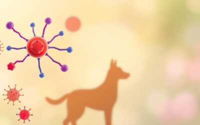 Rovarfehérje és a kutya immunrendszere – mit mondanak a kutatások?