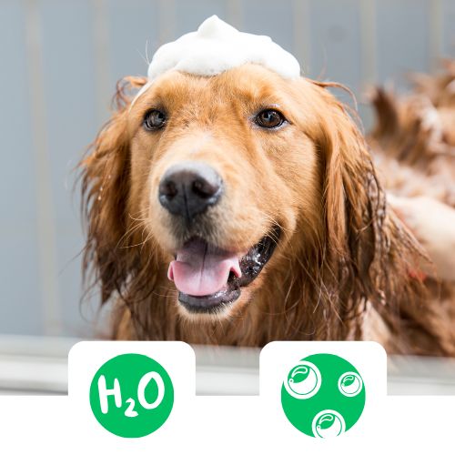 Chloe shampoo fejlesztve 1