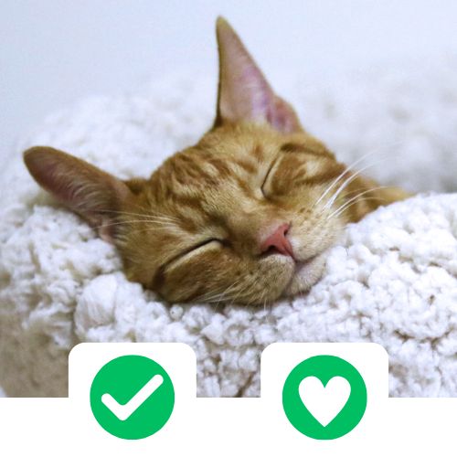 CricksyCat fejlesztve 1