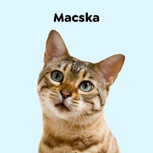 HU Cat