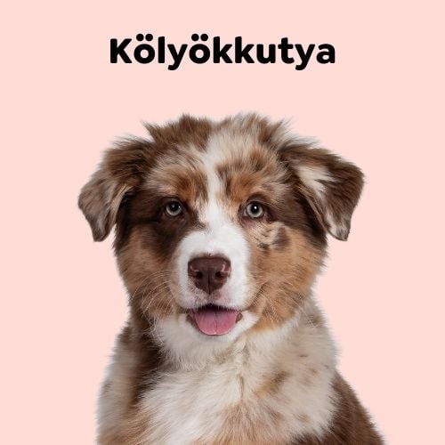 HU Puppy