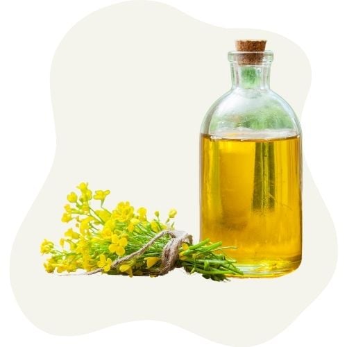 canola