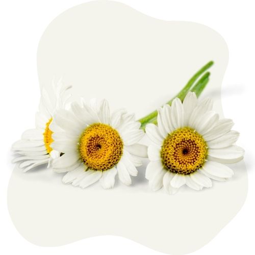 chamomile