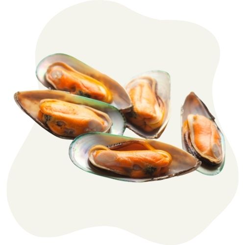 green lipped mussel