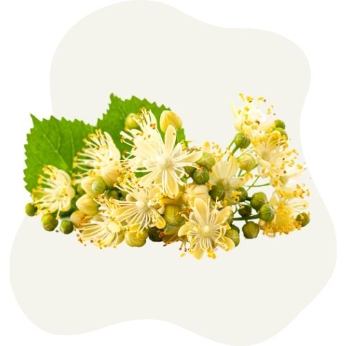 linden