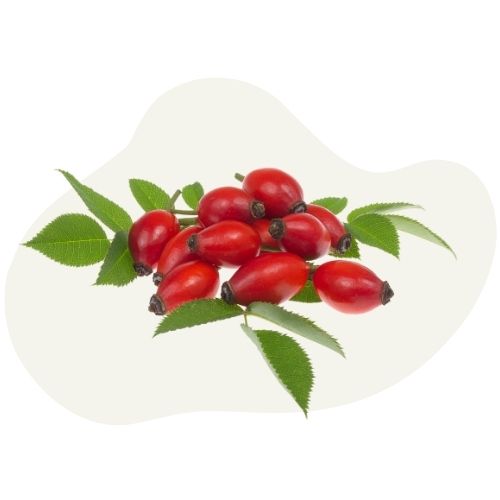 rosehip rosehip