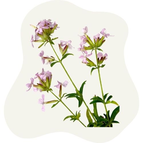 soapwort extract soapwort