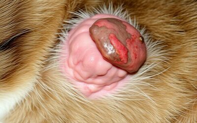 Macska bőrdaganat – Minden, amit tudnod kell róla!