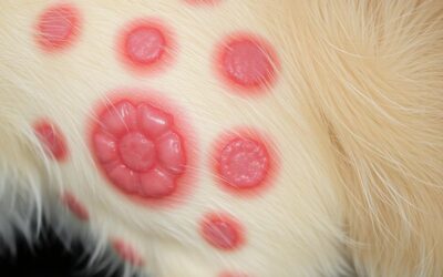 Macskás blog 17 Macska dermatofitózis – Minden, amit tudnod kell róla!