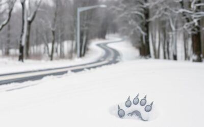 Sós utak és kutyamancs – hogyan védd meg a bőrét?